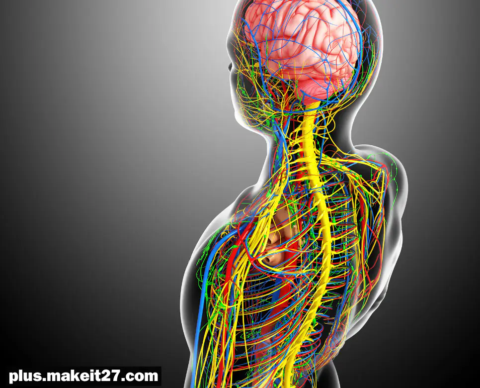 CNS 뜻, SR 뜻, LSD 뜻: 알기 쉽게 정리!
