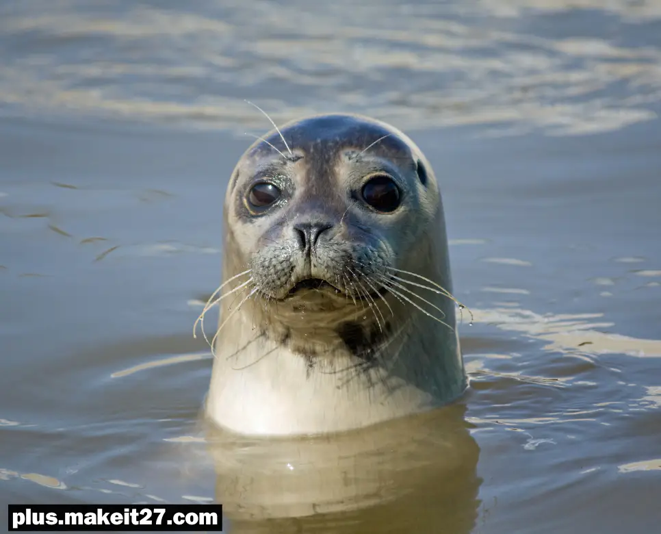 SEAL
