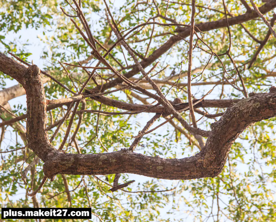 Branch 뜻, Brass 뜻, Brat 뜻: 단어 속 깊은 뜻을 살펴보세요!