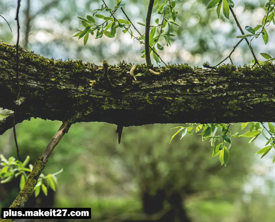 Branch 뜻, Brass 뜻, Brat 뜻: 단어 속 깊은 뜻을 살펴보세요! 4 Branch