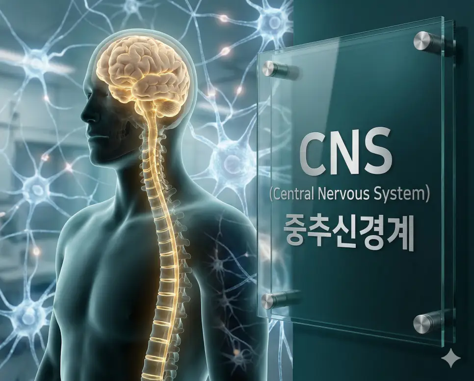 의학용어 CNS, COPD, CP 완벽 가이드 1 의학용어 CNS(중추신경계)의 핵심 구성 요소인 뇌와 척수의 해부학적 구조와 신경망 연결을 시각화한 정밀 의료 이미지